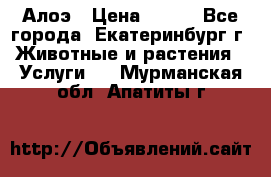 Алоэ › Цена ­ 150 - Все города, Екатеринбург г. Животные и растения » Услуги   . Мурманская обл.,Апатиты г.